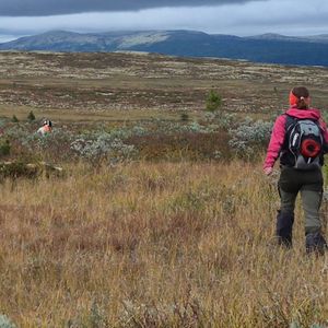 Hovedbilde Trening mot jaktpr&oslash;ver 
